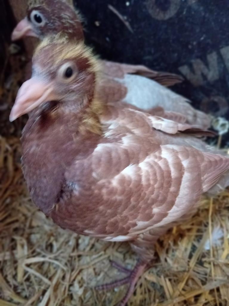 Coco postduiven, Dieren en Toebehoren, Vogels | Duiven