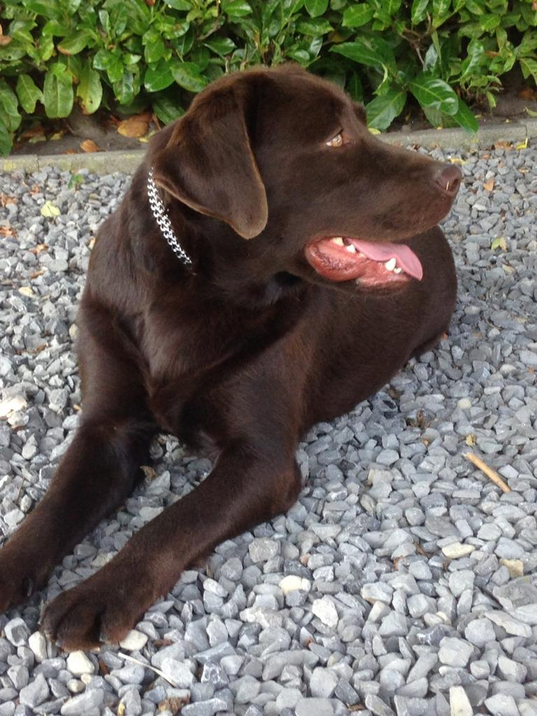 Saat ter dekking  bruine labrador reu met stamboom, Reu, Parvo, Eén hond, 3 tot 5 jaar