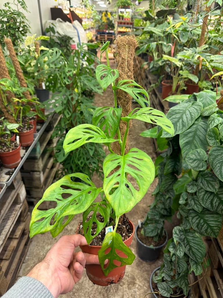 Monstera Esqueleto op mosstok, Huis en Inrichting, Kamerplanten, Ophalen of Verzenden