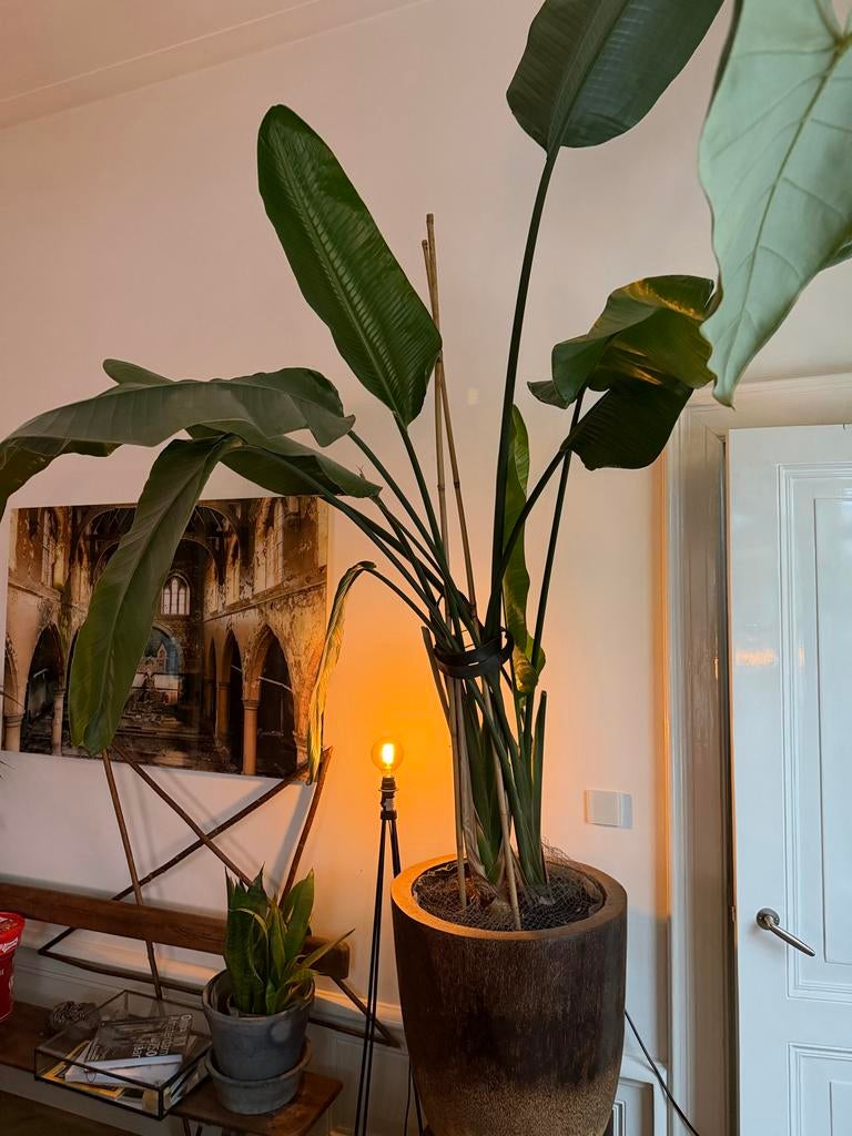 Grote Strelitzia nicolai (Paradijsvogelplant), Huis en Inrichting, Kamerplanten, Overige soorten, In pot, 150 tot 200 cm, Groene kamerplant