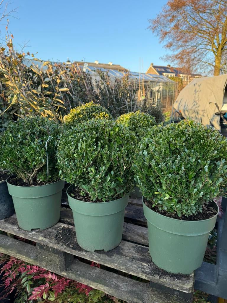 Ilex bollen van echte topkwaliteit machinaal rond geknipt, Vaste plant, Bloeit niet, Halfschaduw, Ophalen