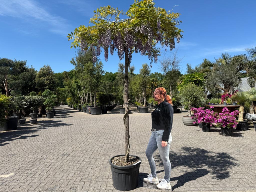 Wisteria sinensis dakboom (Blauwe regen) parasol te koop!!, Ophalen of Verzenden, Dakboom, 250 tot 400 cm, Zomer