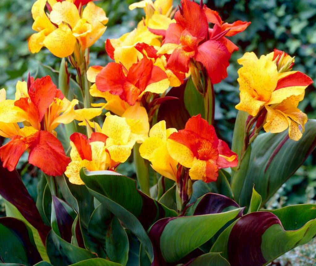 Canna cleopatra knollen, Tuin en Terras, Planten | Tuinplanten, Ophalen, Overige soorten, Volle zon