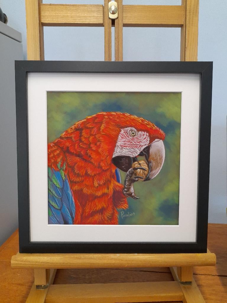 OPRUIMING schilderij ara met lijst - eigen werk - papegaai, Ophalen of Verzenden