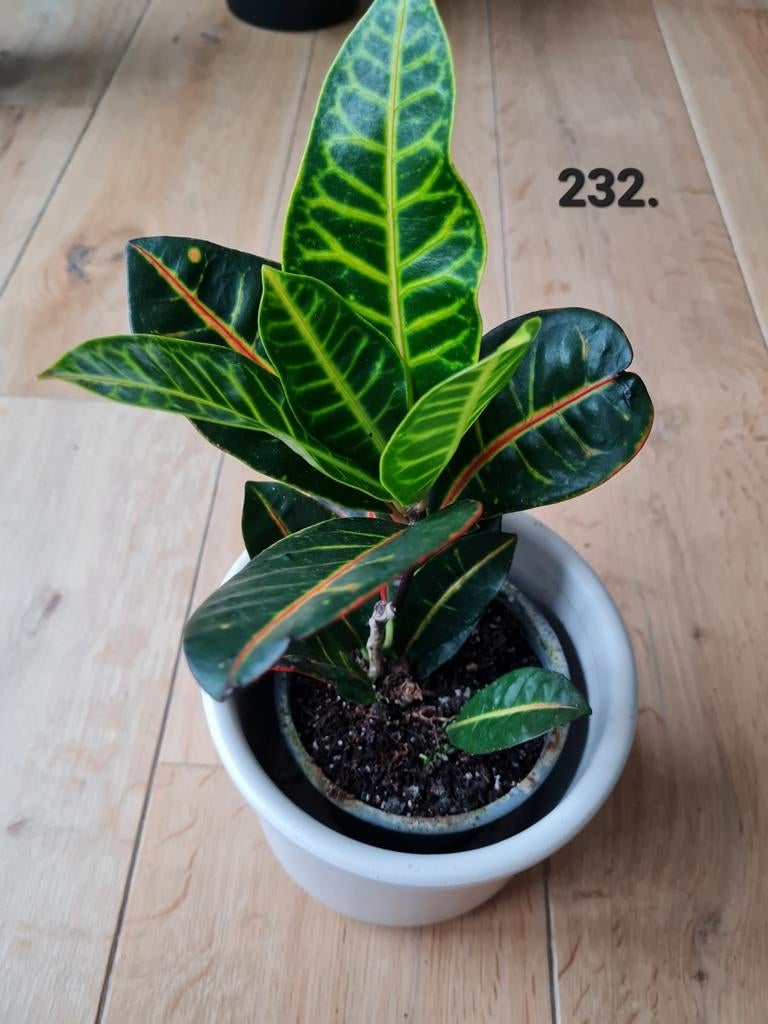 Kamerplant, croton, 35 cm hoog, Ophalen of Verzenden, Halfschaduw, Minder dan 100 cm