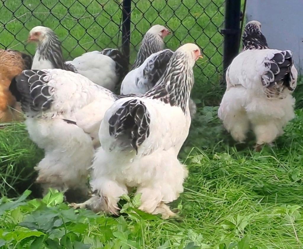 Broedeieren brahma 68 op voorraad, Dieren en Toebehoren, Pluimvee, Vrouwelijk, Kip