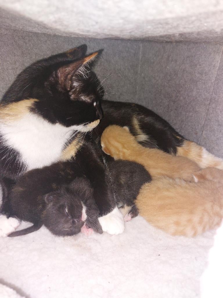 Kittens, Meerdere dieren, Ontwormd, 0 tot 2 jaar