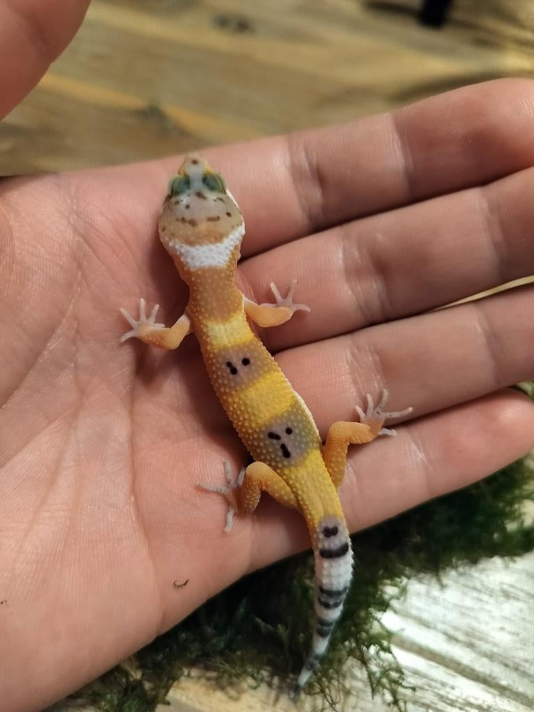 Jonge/ baby luipaardgekko, Dieren en Toebehoren, Hagedis, 0 tot 2 jaar