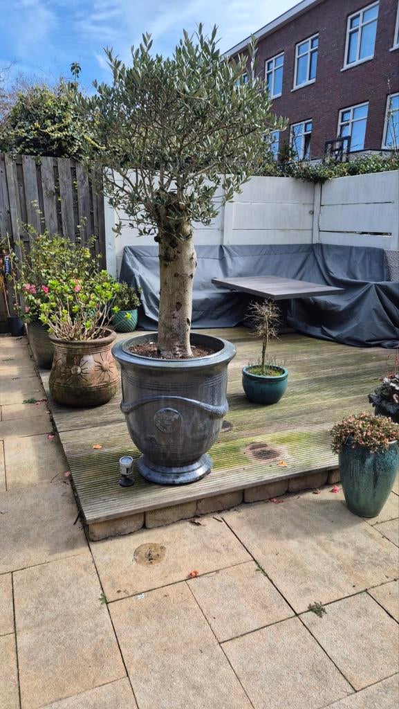Anduze pot inclusief olijfboom, Tuin en Terras, Bloeit niet, 100 tot 250 cm, Olijfboom, Ophalen