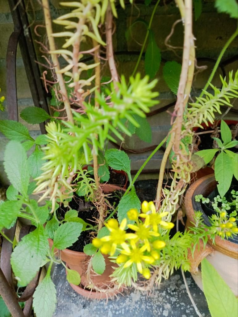 Sedum Rupestre ., Bodembedekkers, Volle zon, Vaste plant, Ophalen of Verzenden