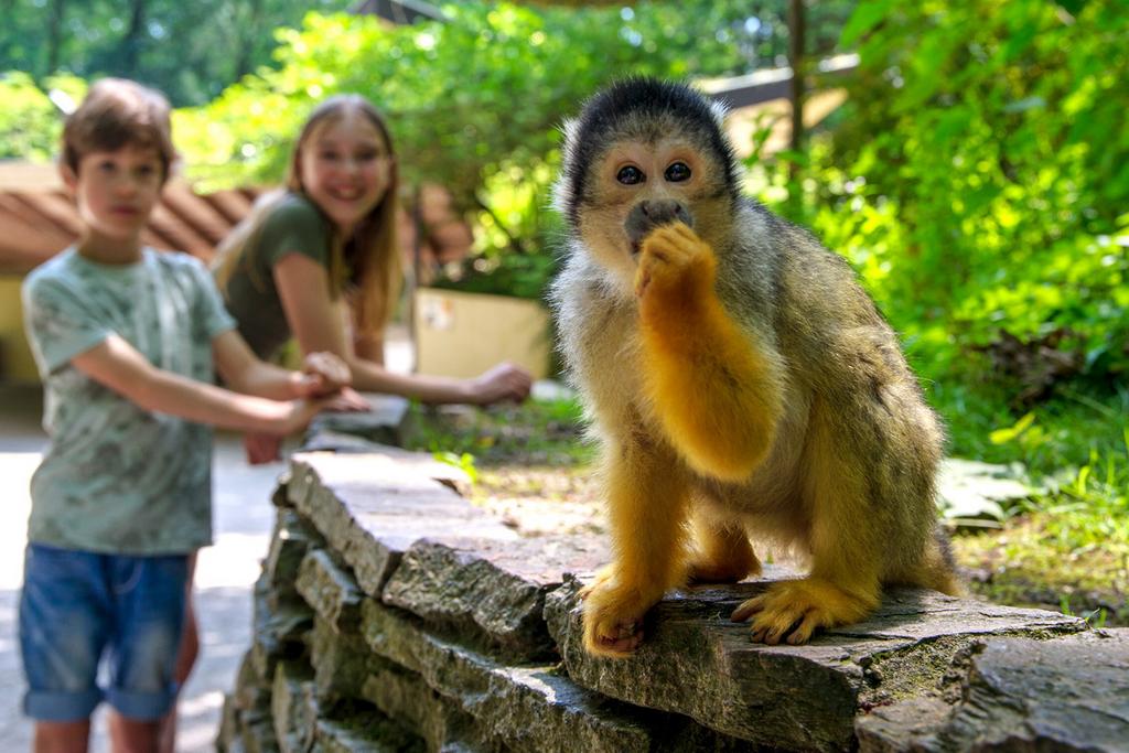 Apenheul kaartjes 2 personen, Tickets en Kaartjes, Drie personen of meer, Ticket of Toegangskaart