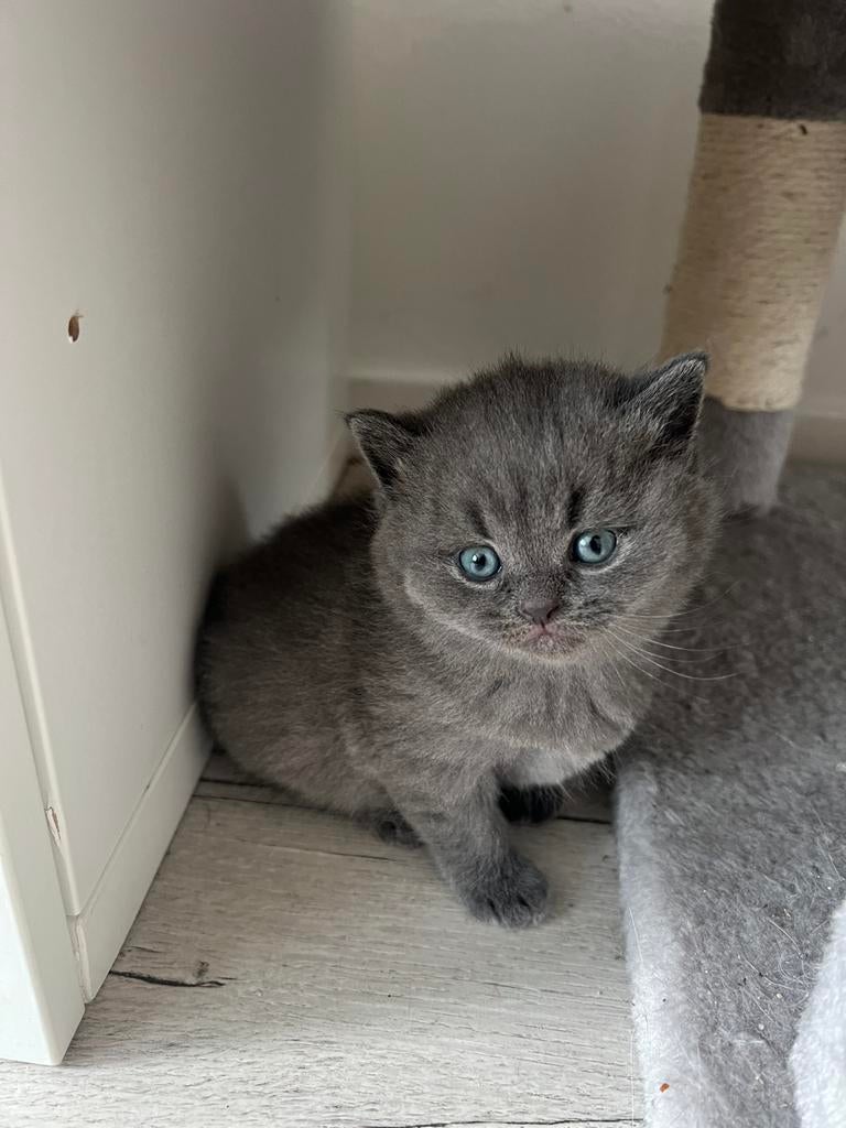 Hele lieve britse korthaar met stamboom, Dieren en Toebehoren, Katten en Kittens | Raskatten | Korthaar, Geslacht onbekend, Met stamboom