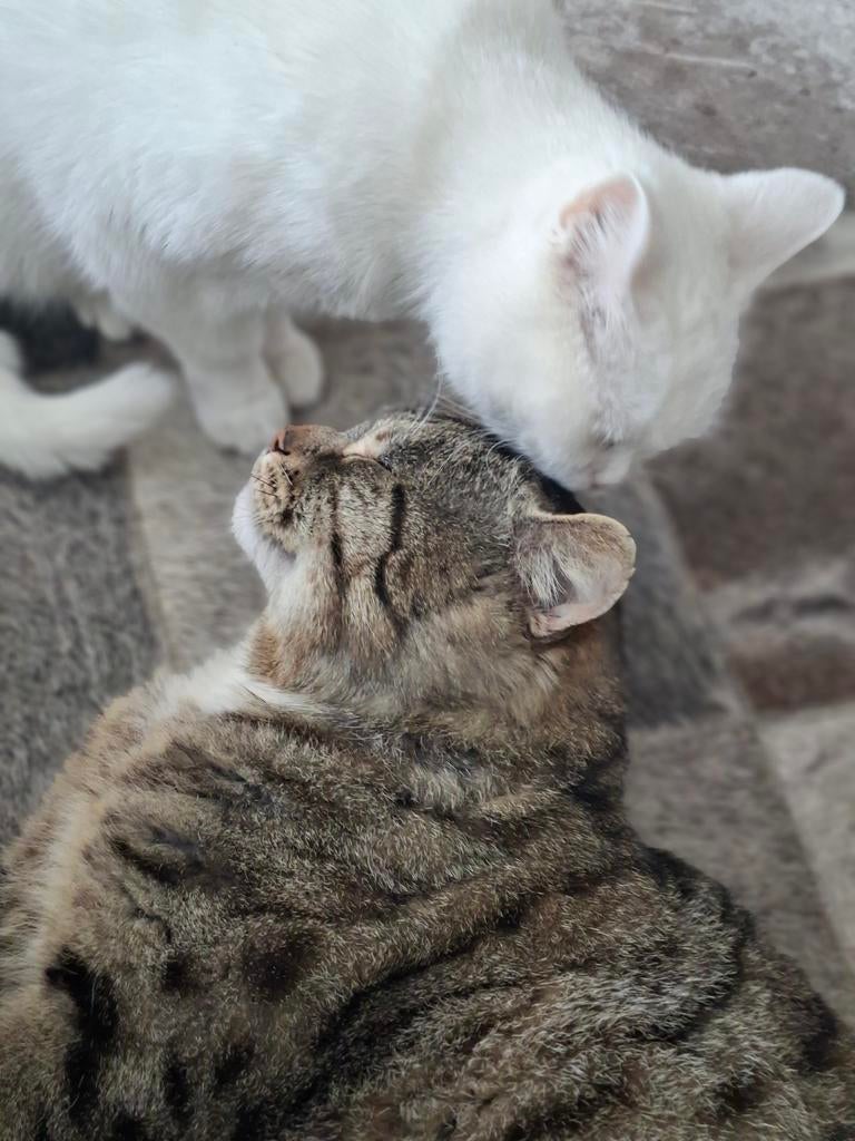 Kater en poes Pers x Bengaal, Meerdere dieren, Gechipt