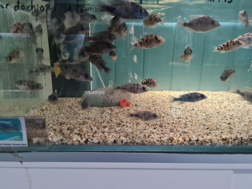 Protomelas Steveni Taiwan Reef Malawi Cichliden, Vis, Zoetwatervis