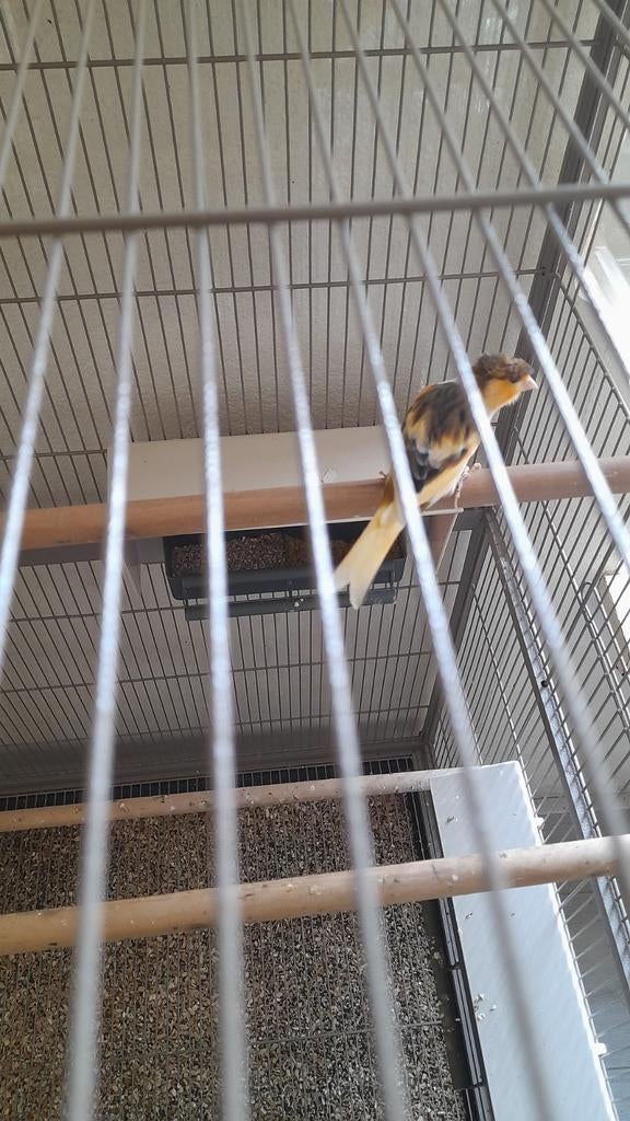 Kuifkanarie, Dieren en Toebehoren, Vogels | Kanaries, Mannelijk