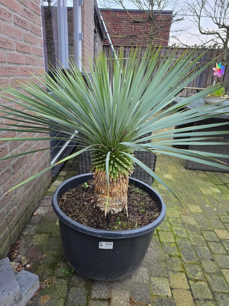 Yucca rostrata in pot, Tuin en Terras, Planten | Tuinplanten, Overige soorten, Volle zon, Ophalen of Verzenden