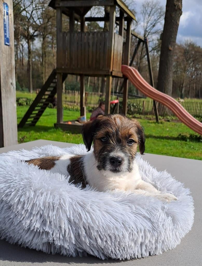 Prachtige ruwharige Jack Russel pups (nog 2 beschikbaar), Parvo, Jack Russell Terriër, Reu, 8 tot 15 weken