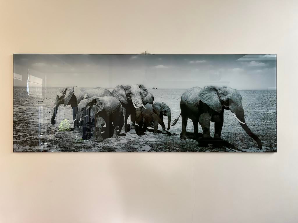 Olifanten foto op glasplaat, Ophalen, 50 tot 75 cm, 125 cm of meer, Zo goed als nieuw
