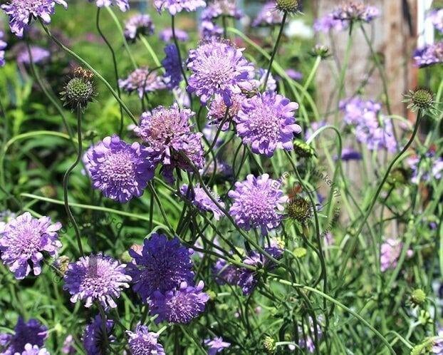 Zaden Scabiosa colimbaria Mariposa blue, Verzenden, Volle zon