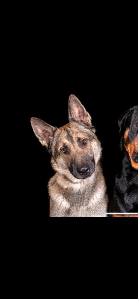 Duitse x zwitserse herder, Reu, CDV (hondenziekte), Groot, Eén hond