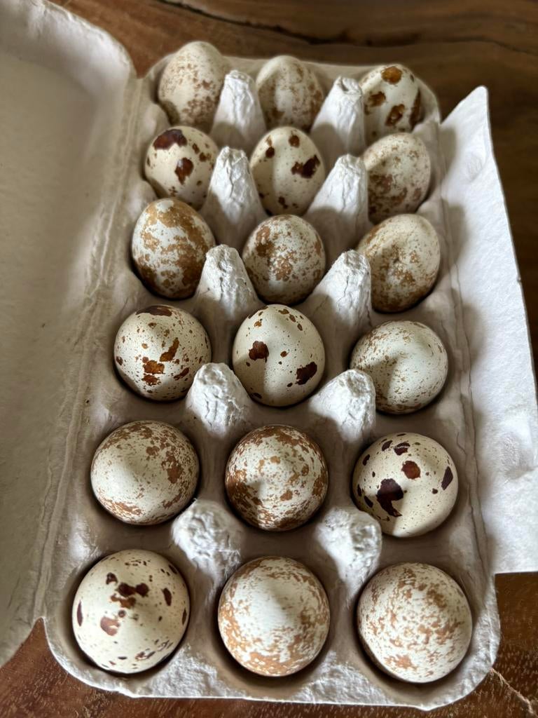 Broedeieren Californische Kuifkwartel, Dieren en Toebehoren, Geslacht onbekend