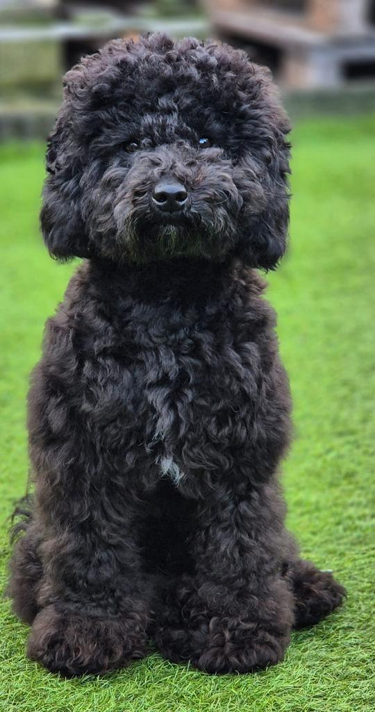 Dwergpoedel dekreu, Dieren en Toebehoren, Honden | Dekreuen, Reu, 1 tot 2 jaar, Parvo, Eén hond