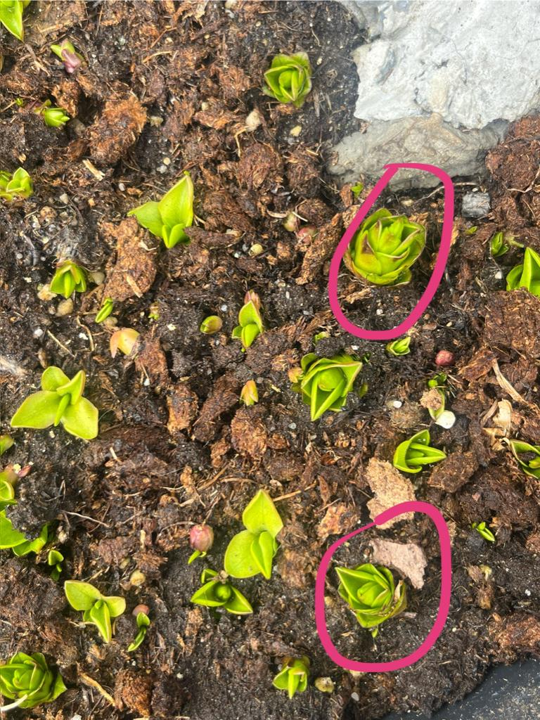 Winter harde Pinguicula vlees etende plant, Tuin en Terras, Planten | Tuinplanten, Ophalen of Verzenden, Overige soorten, Volle zon