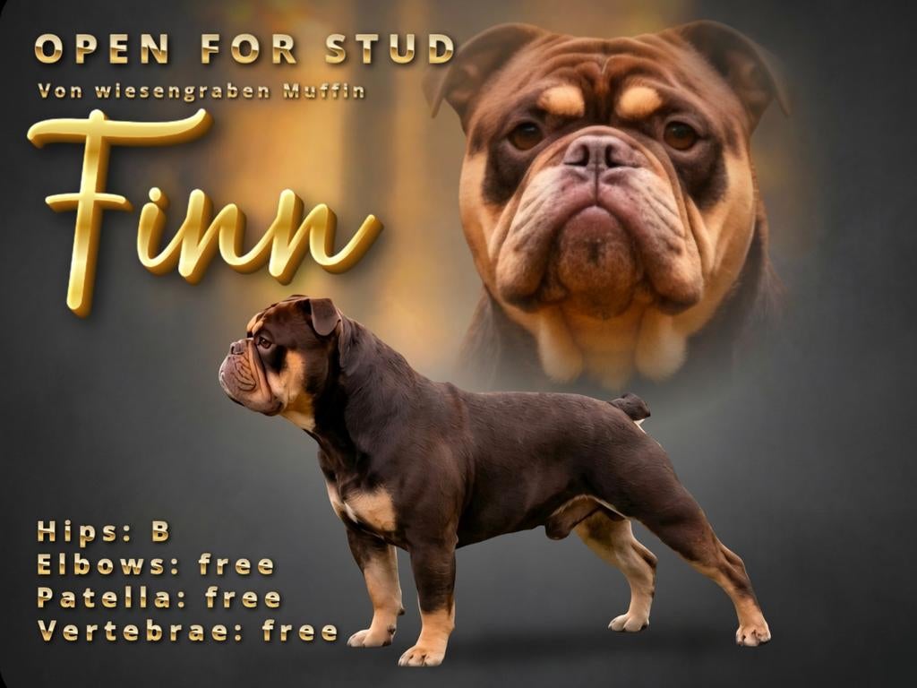 Prachtige chocotricolor Old English Bulldog reu, getest, Fokker | Hobbymatig, Reu, Buitenland, Parvo
