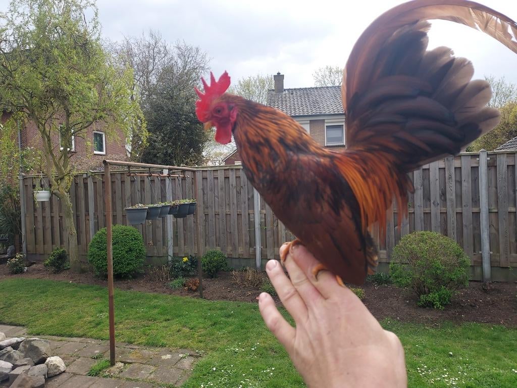 Serama haantje, Dieren en Toebehoren, Mannelijk, Kip