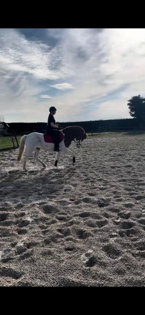 Lease/ bijrijd paard gezocht, Ophalen of Verzenden, Zo goed als nieuw