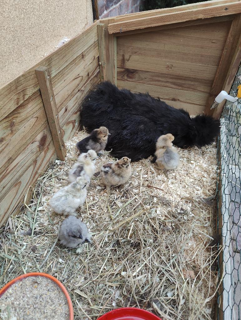 Broedeieren zijdehoenders - diverse kleuren, Dieren en Toebehoren, Pluimvee, Geslacht onbekend, Kip