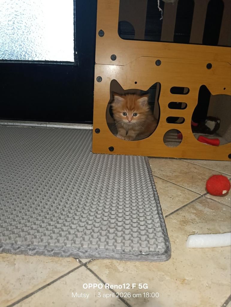 Maine Coon kittens  nog een Poesje beschikbaar, Geslacht onbekend, Gechipt, 0 tot 2 jaar