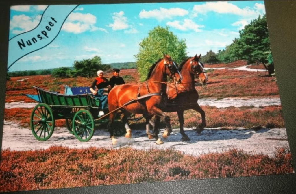 Paard - Tweespan - Klederdracht - Nunspeet, Verzamelen, Verzenden, 1980 tot heden, Gelopen, Paard