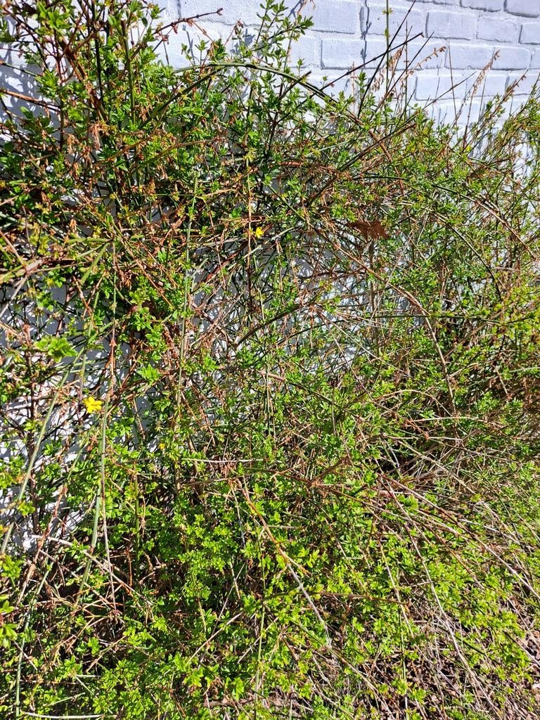 Winterjasmijn, Tuin en Terras, Ophalen, Overige soorten