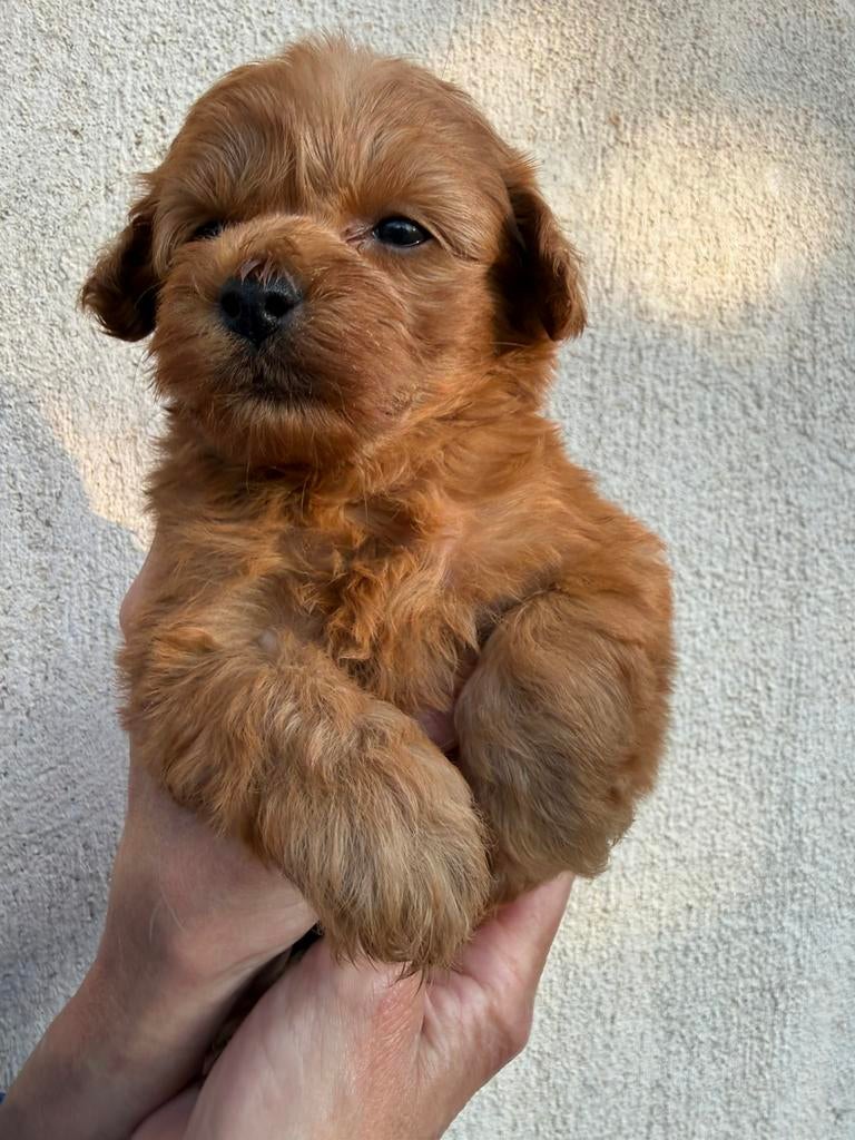 Maltipoo s, Parvo, Overige rassen, 8 tot 15 weken, Meerdere
