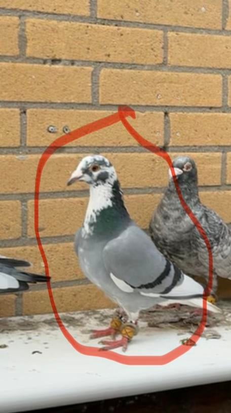 Duiven vermist!!, Mannelijk, Postduif