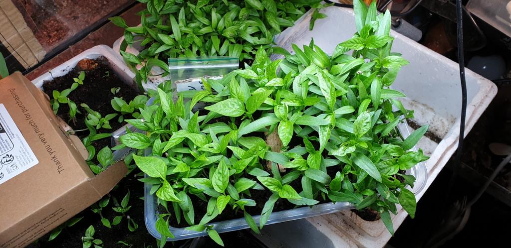 PEPERPLANTJES RODE PAPRIKA PLANTJES, Ophalen of Verzenden, Eenjarig, Groenteplanten, Volle zon