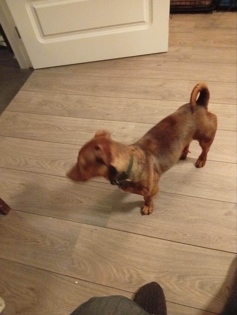 Jack Russell Gereserveerd, Dieren en Toebehoren, Honden | Jack Russells en Terriërs, Parvo, Jack Russell Terriër, Reu, 1 tot 2 jaar