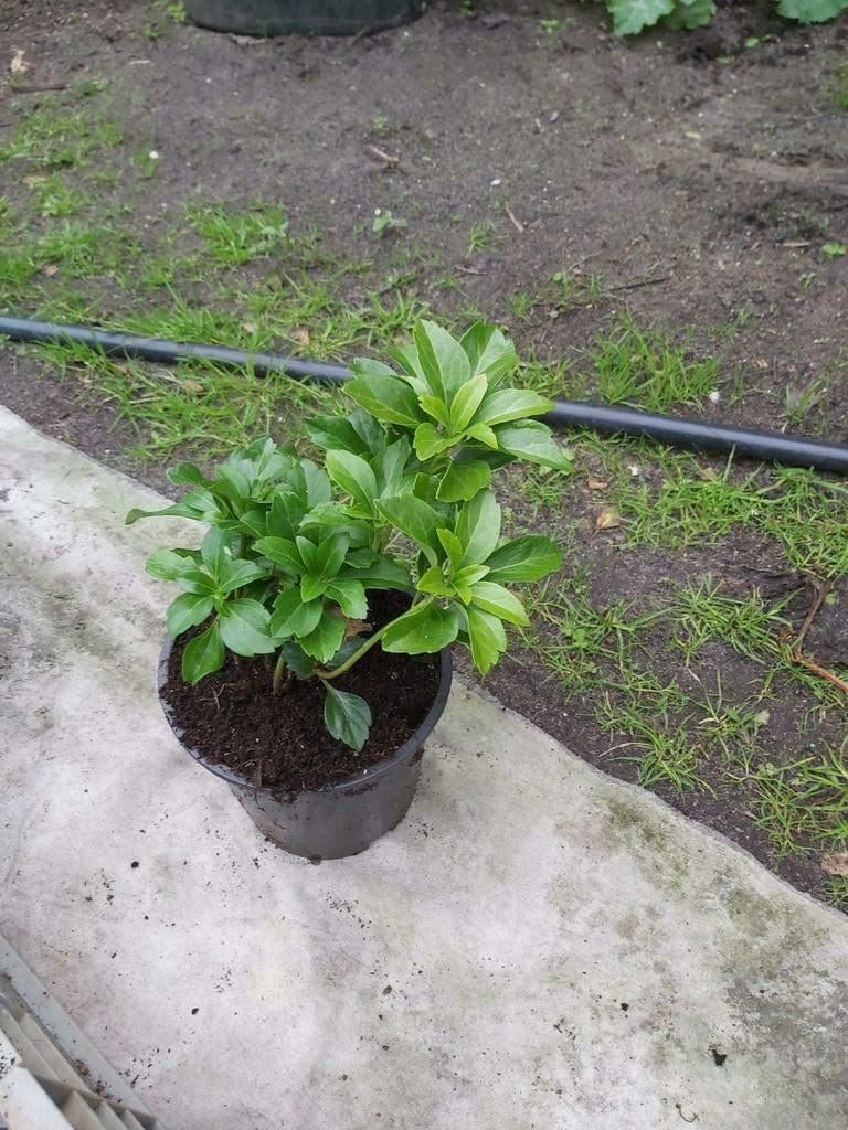 Pachysandra 'Green Carpet', Ophalen, Bodembedekkers, Vaste plant, Volledige schaduw