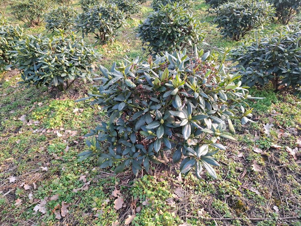 rhododendrons, Ophalen, Lente, Overige soorten, Halfschaduw