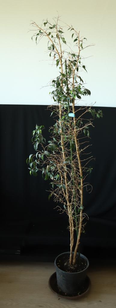 Warangin of treurvijg (Ficus benjamina), Huis en Inrichting, Kamerplanten, Ficus, 200 cm of meer, Halfschaduw, In pot, Ophalen