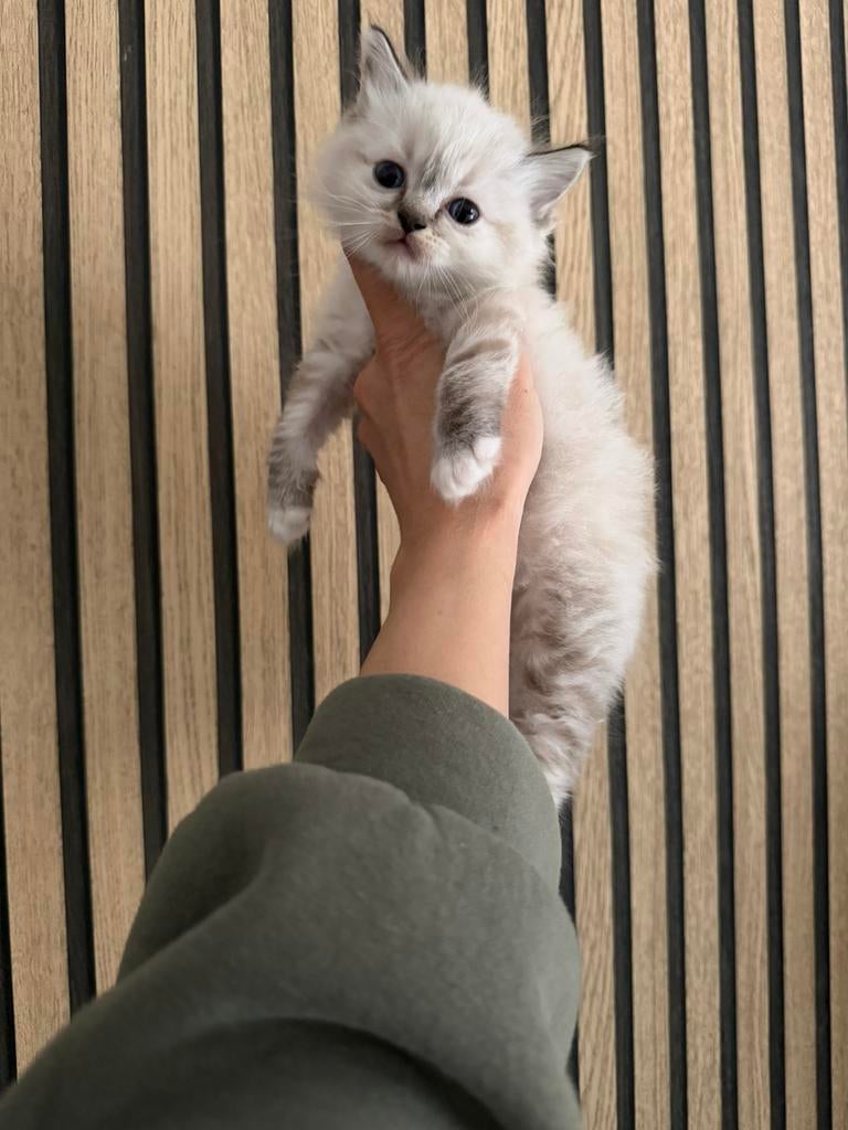 Gereseveerd !, Dieren en Toebehoren, Meerdere dieren, Ontwormd