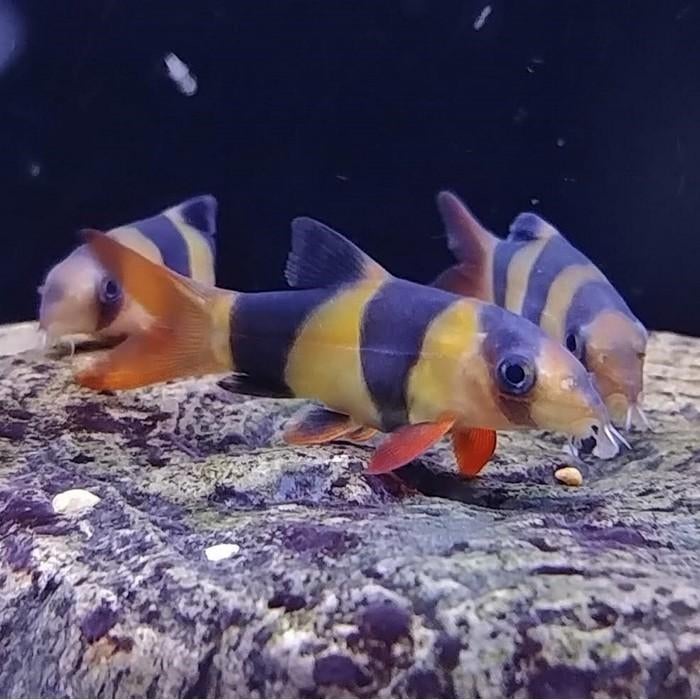 Botia macracanthus, Vis