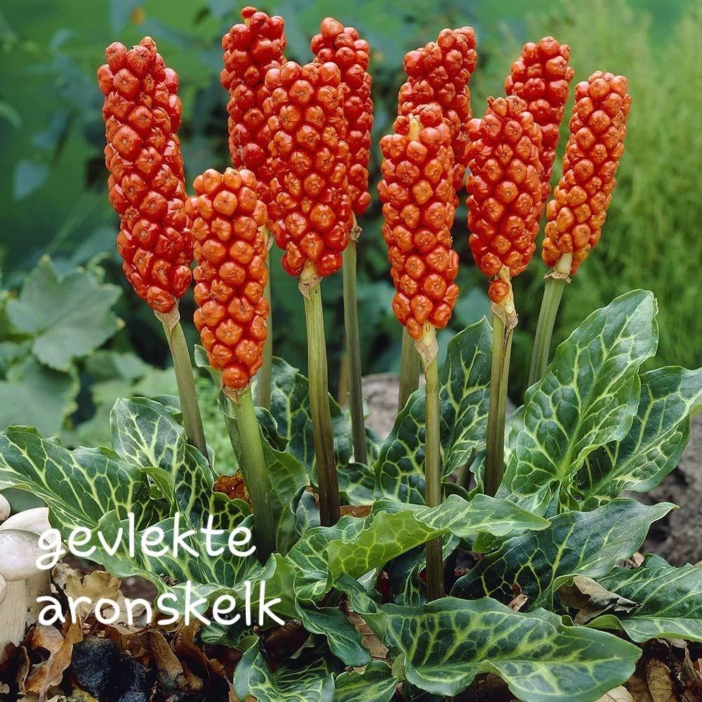 Gevlekte aronskelk, Ophalen, Volle zon, Knol