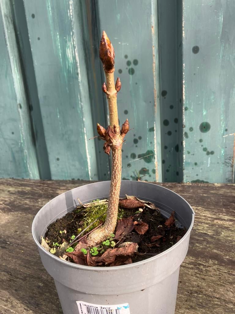Kastanjeboom., Tuin en Terras, Overige soorten, Minder dan 100 cm, Zomer, Ophalen