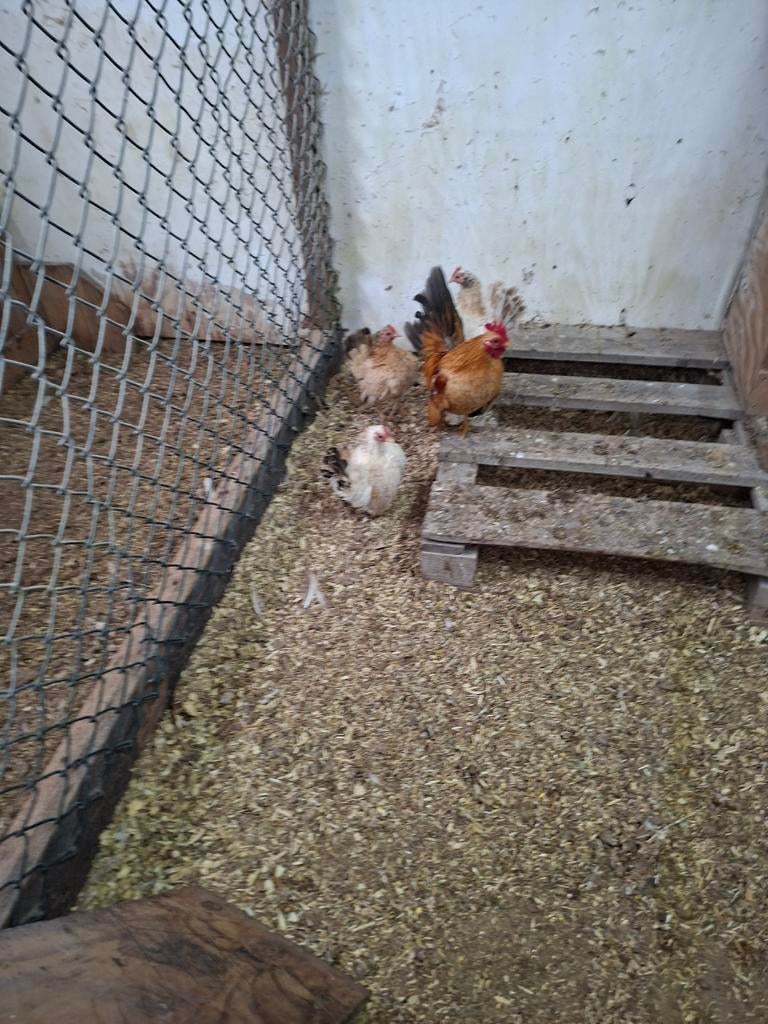 Serama eitjes, Dieren en Toebehoren, Pluimvee, Geslacht onbekend, Kip