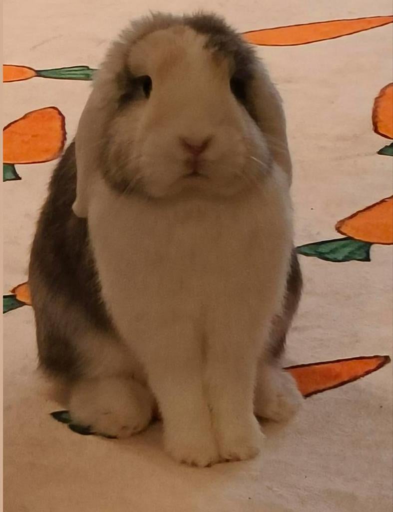 Rammetje en toebehoren, Mannelijk