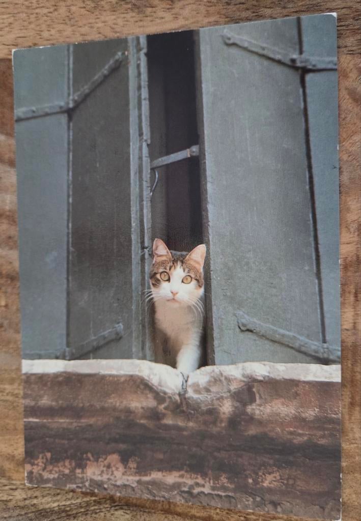 Poes zit tussen de luiken van een raam, Verzenden, 1980 tot heden, Gelopen, Hond of Kat