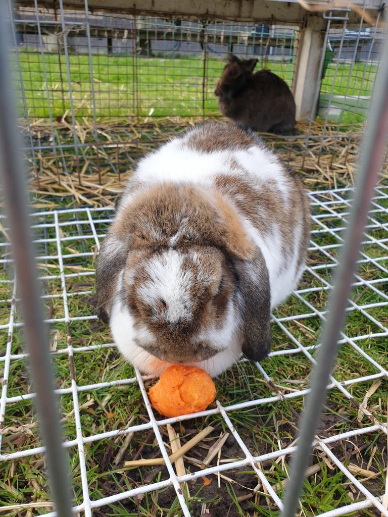 2 tamme voedster konijnen, Dieren en Toebehoren, Konijnen, Middelgroot, Vrouwelijk