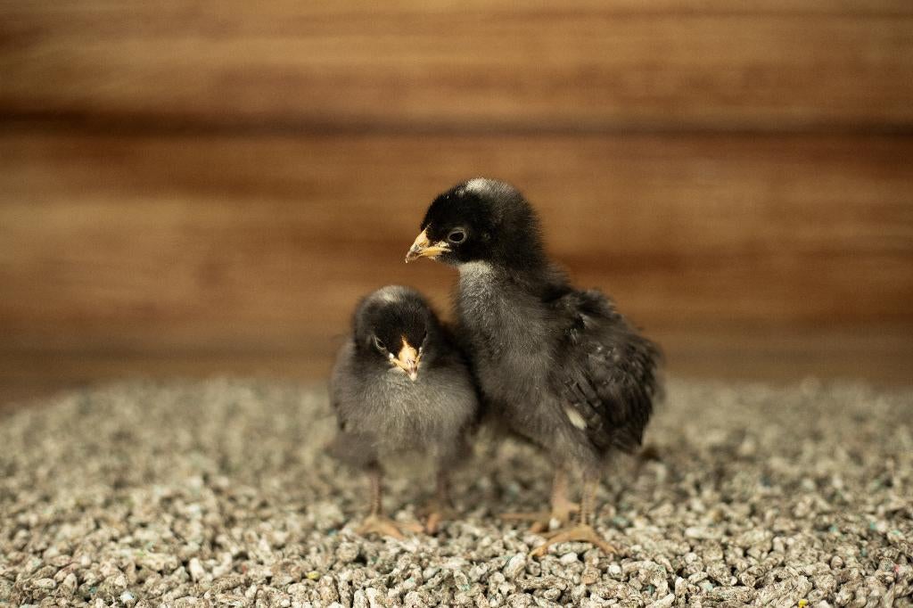 Noord Hollands Blauwe groot kippen kuikens | Gesekst/Ingeënt